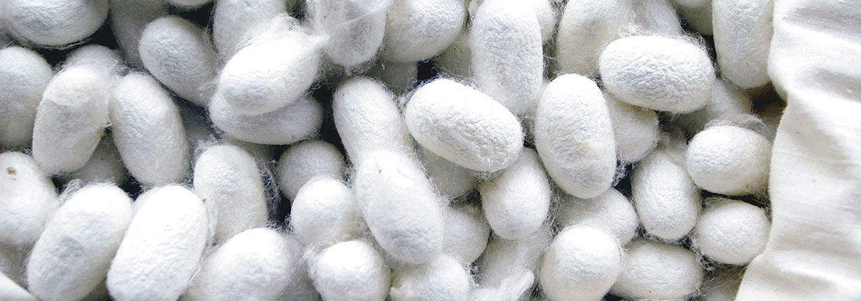 Nahaufnahme weißer Seidenkokons, dicht aneinanderliegend und in natürlicher Struktur sichtbar